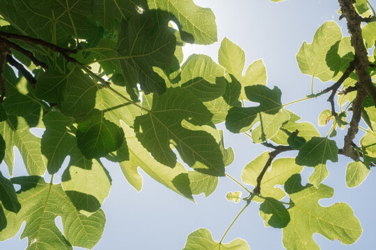 Fig tree leaves summer nature