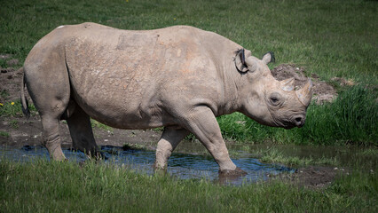 Black Rhinoceros Walking on Grass © Ian