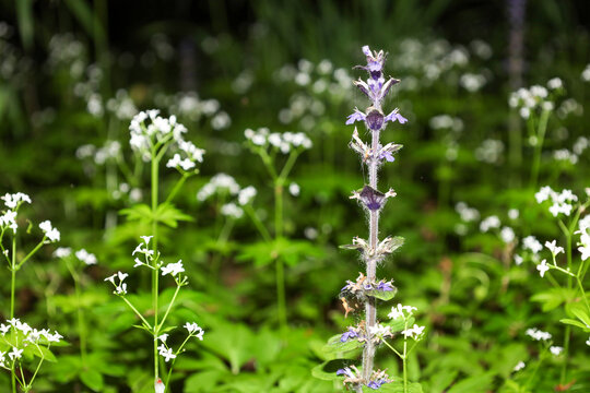 A slender purple bugleweed flower rises above small white inflorescences in a forest glade. Delicate wild vegetation stands out brightly among dense greenery in the spring forest.