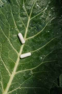 White Pills on Green Leaf