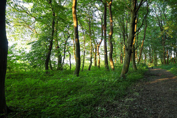 Fototapeta premium Warm evening sun rays break through dense tree trunks in an enchanting summer forest. A cozy dirt path covered with forest leaves runs along the green glades. A peaceful and serene atmosphere of prist