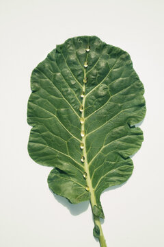 Oil Supplements on Natural Plant Leaf