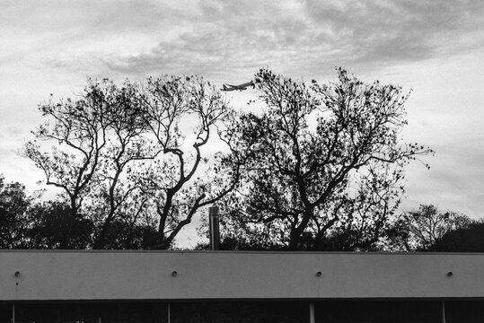Airplane Above Trees