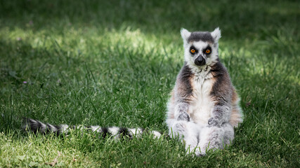 Fototapeta premium Ring-tailed Lemur Sitting on Grass