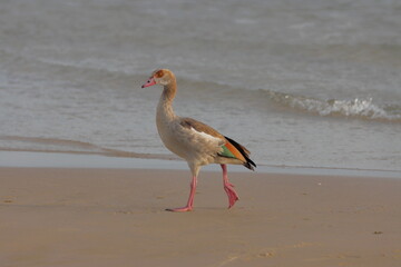 Egyptian goose (Alopochen aegyptiaca) on the beach © Viktor