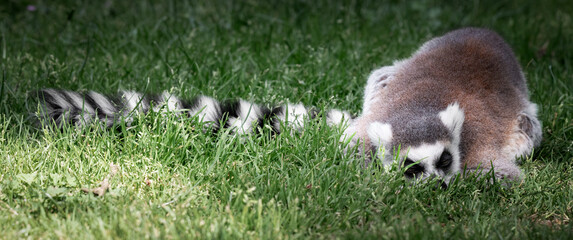 Fototapeta premium Ring-tailed Lemur Sitting on Grass