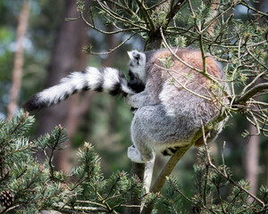 Fototapeta premium Ring-tailed Lemur Sitting in a Tree