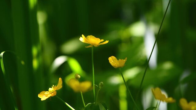 Yellow buttercup wildflowers blooming brightly in a lush green garden, illuminated by soft natural light, creating a beautiful vibrant spring nature backdrop