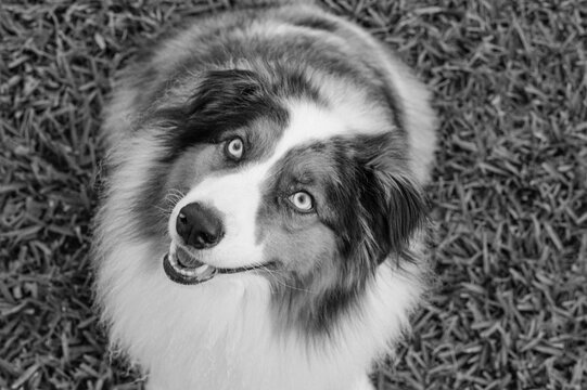 Australian Shepherd