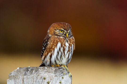 Austral Pygmy Owl (Chuncho)