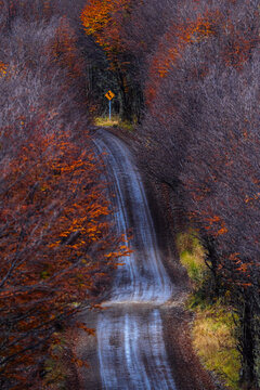 Autumn Tunnel Road