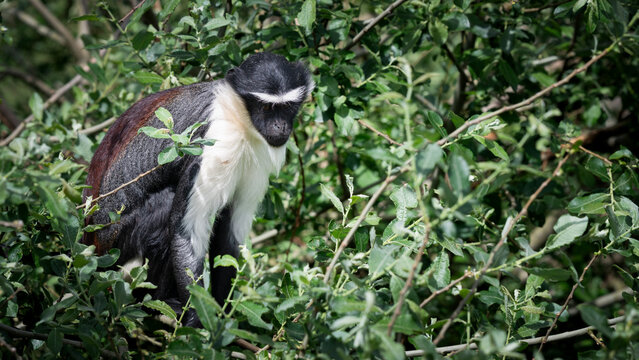 Roloway Monkey Sitting in a Tree
