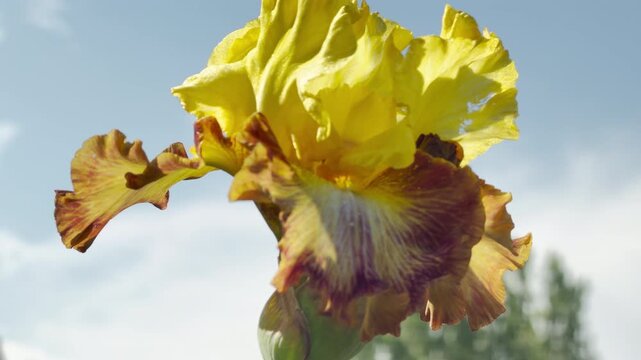 A magnificent yellow and burgundy bearded iris reaches upward toward the sunlit sky. Its ruffled, majestic petals instill a profound sense of freedom, inspiration, and warm summer joy.
