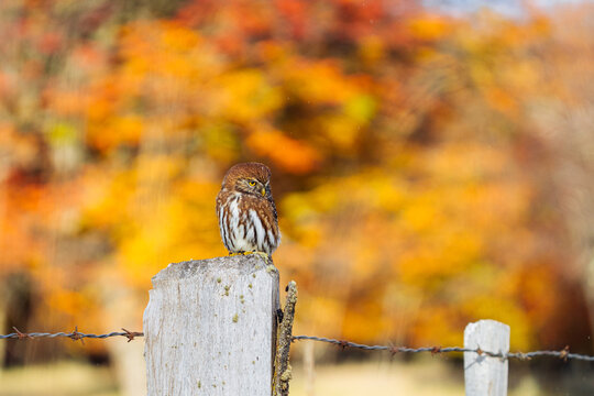 Austral Pygmy Owl (Chuncho)