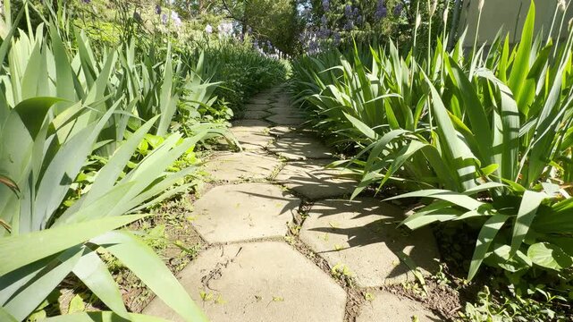 A stone pathway gently curves through vibrant green foliage and blossoming purple irises. The bright, sunny atmosphere fills the garden with a sense of peaceful serenity and natural wonder.