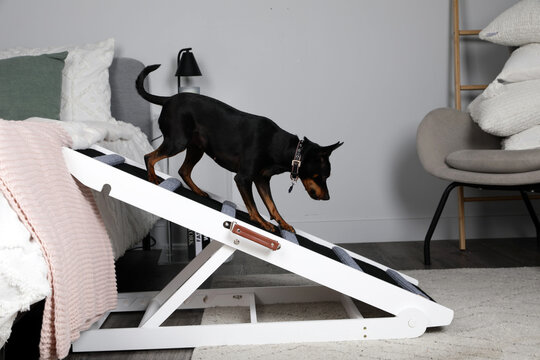  Side view of a Miniature Pinscher mix walking down an adjustable wooden pet ramp.