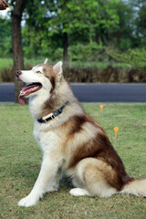 Siberian Husky dog with blue eyes sitting on green grass. © Imageologist