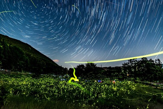 Firefly