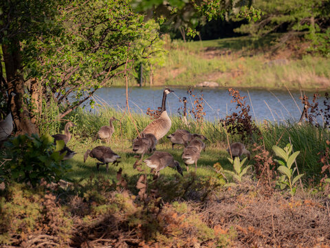 Canada goose family with two adult geese and a large gaggle of goslings foraging on a grassy riverbank under lush green trees