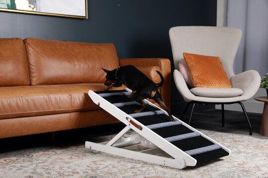  Miniature Pinscher mix walking up a white wooden adjustable pet ramp to a sofa.