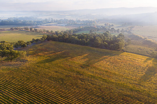 Hazy afternoon light over a valley vinyard in golden Fall colors