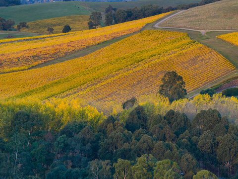 Morning light on a hillside vineyard  in golden fall colors
