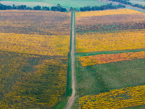 Dirt track between multi-clolored grape vines in a valley vineyard