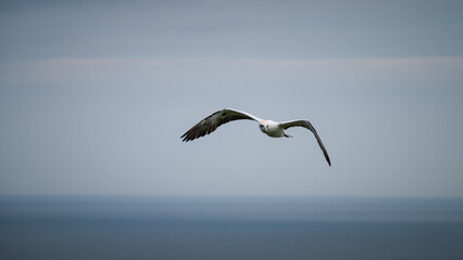 Fototapeta premium Guillemot in Flight Over the North Sea