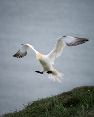Fototapeta premium Guillemot in Flight Coming in to Land
