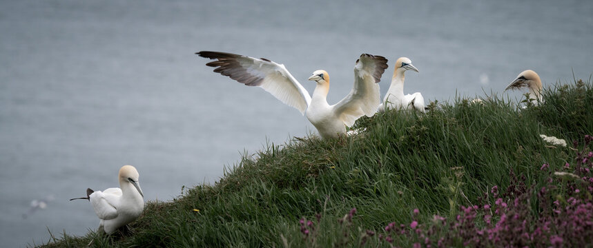Guillemot in Flight Coming in to Land