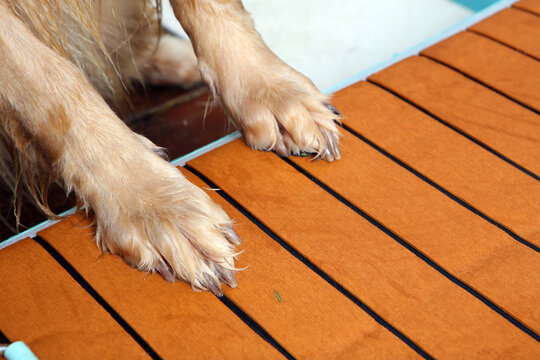  Macro close-up of a Golden Retriever's wet paws gripping a non-slip EVA foam pool ramp.