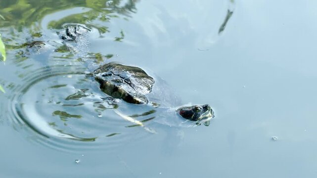 A red-eared slider turtle floats gracefully at the surface of a pond. The aquatic reptile paddles gently, keeping its head above the clear, calm water.