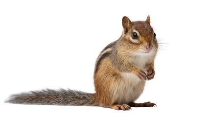 Chipmunk with striped fur sitting upright holding paws © Elowen