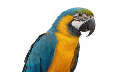Fototapeta premium Blue and yellow macaw parrot bird with vibrant feathers