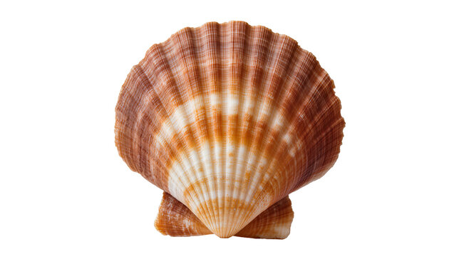 Orange and white ridged scallop seashell