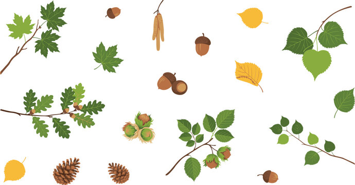 Autumn Forest Tree Leaves and Nuts Vector Illustration Set Featuring Oak Acorns, Pine Cones, Hazelnuts, Maple Leaves, Linden Branches, and Botanical Elements