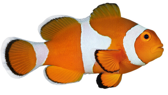 Orange clownfish with white stripes and black fin edges