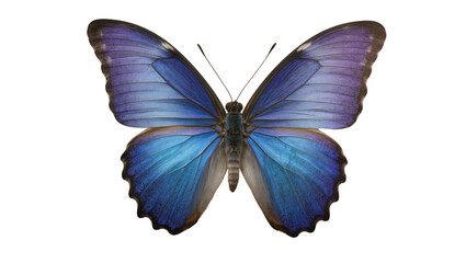 Blue and purple morpho butterfly wings spread © Elowen