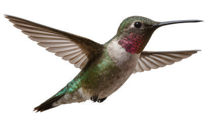 Obraz premium Anna s Hummingbird with iridescent green and pink feathers in flight