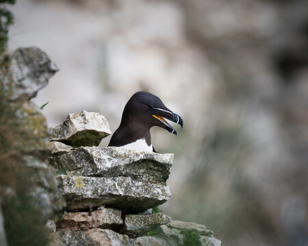 Razorbill on a Cliff Edge
