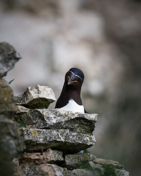 Razorbill on a Cliff Edge