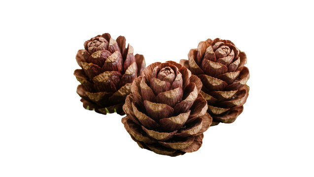Three brown pine cones with layered scales