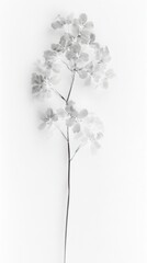 Obraz premium Delicate monochrome floral elegance.