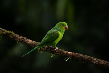 Plain parakeet (Brotogeris tirica) in Atlantic Forest environment, Brazil © Waldemar Seehagen