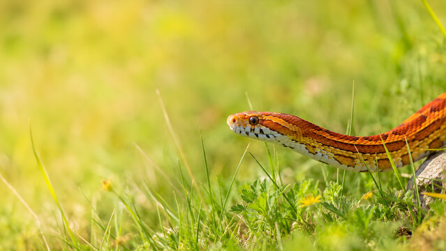 Corn snake slithering through green grass in sunny field