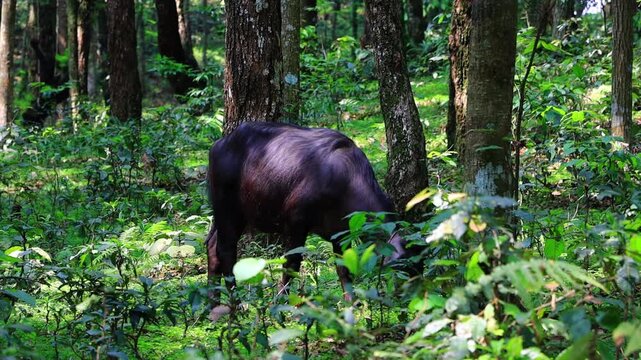 Water Buffalo Standing in Forest Woodland of Pokhara, Nepal