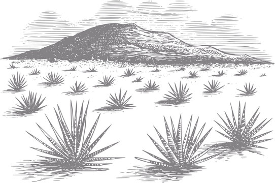 Engraved desert landscape with agave plants and a distant mountain under a cloudy sky