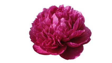 Deep pink peony flower with layered petals © Andrei