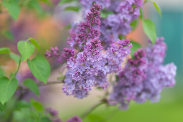 Obraz premium Detailed macro of lilac blossoms showcasing complex textures and colors. Highresolution macro image capturing complex textures and subtle color variations of lilac florets