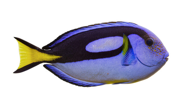 Blue Tang Fish with Yellow Tail and Black and White Markings